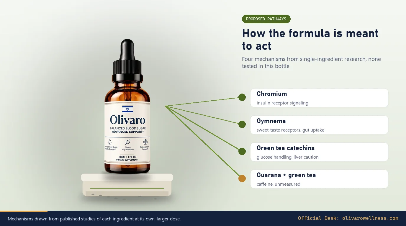 Olivaro bottle on a stone plinth linked to four labeled mechanism cards: chromium, gymnema, green tea catechins and caffeine